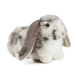 Alternative view of LIVING NATURE Holländisches Schlappohrkaninchen grau